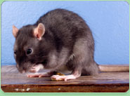 rat control Ravenscourt Park